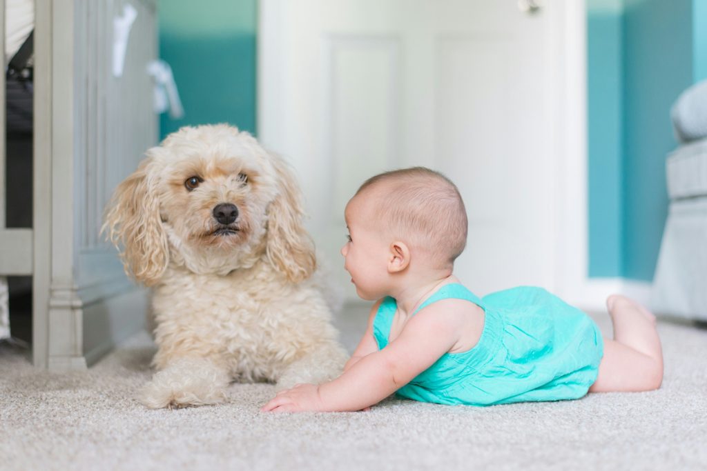 End-of-Lease Carpet Cleaning